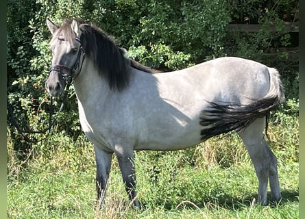 Konik polski, Klacz, 3 lat, 130 cm, Grullo