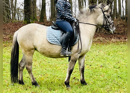 Konik polski, Klacz, 4 lat, 128 cm, Grullo