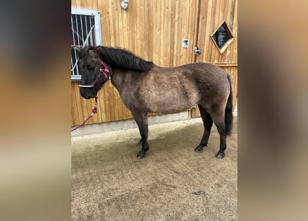 Konik polski, Klacz, 5 lat, 135 cm, Bułana