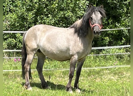 Konik polski, Klacz, 8 lat, 140 cm, Grullo