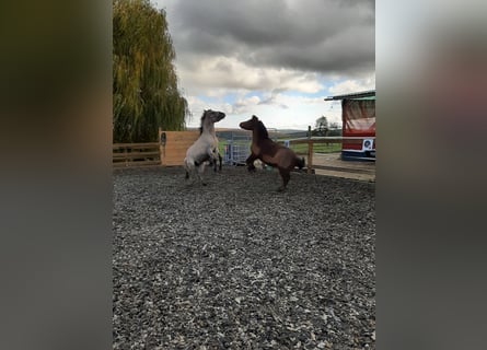 Konik polski, Ogier, 2 lat, 130 cm