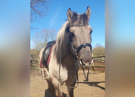 Konik polski, Wałach, 10 lat, 144 cm, Karodereszowata
