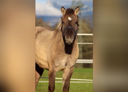 Konik polski, Wałach, 2 lat, 125 cm, Grullo