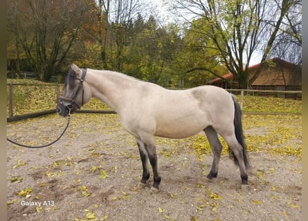 Konik polski, Wałach, 3 lat, 140 cm, Bułana