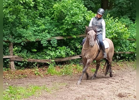 Konik polski, Wałach, 4 lat, 142 cm