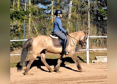Konik polski, Wałach, 5 lat, 141 cm, Bułana