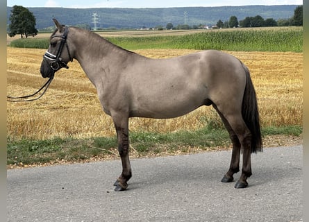 Konik polski, Wałach, 3 lat, 135 cm, Bułana