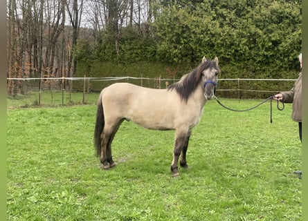 Konik polski, Wałach, 3 lat, 139 cm, Bułana