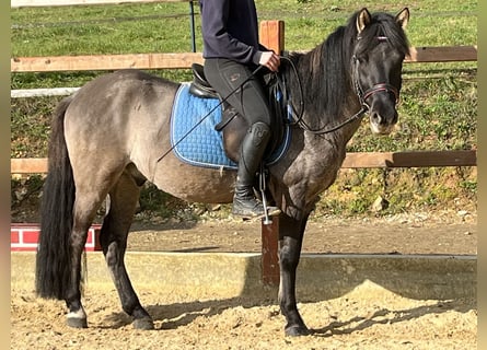 Konik polski, Wałach, 4 lat, 134 cm, Grullo