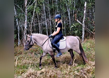 Konik, Ruin, 3 Jaar, 135 cm, Falbe