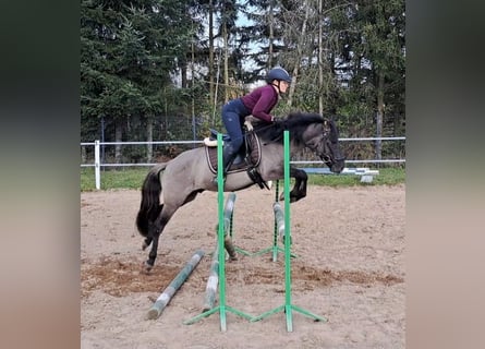 Konik, Wallach, 3 Jahre, 142 cm, Falbe