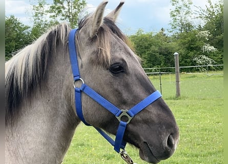 Konik, Ruin, 4 Jaar, 142 cm, Falbe