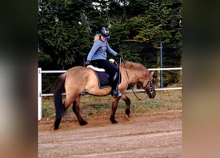 Konik, Ruin, 4 Jaar, 145 cm, Falbe