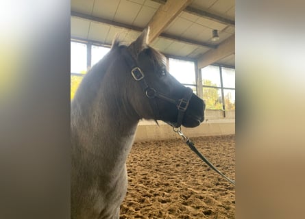 Konik, Ruin, 6 Jaar, 135 cm, Grullo