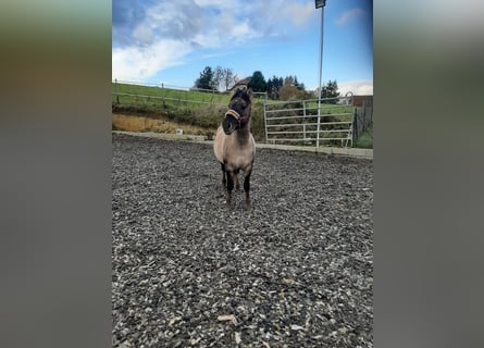 Konik, Stallion, 6 years, 13 hh, Dun