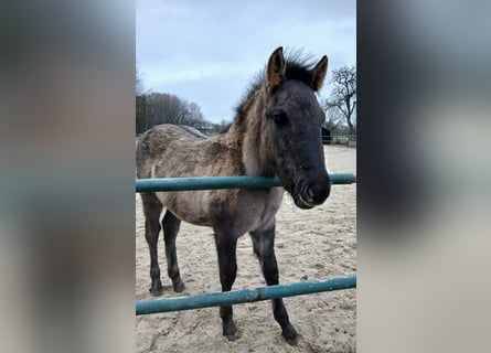 Konik Mix, Stallone, 1 Anno, 125 cm, Falbo