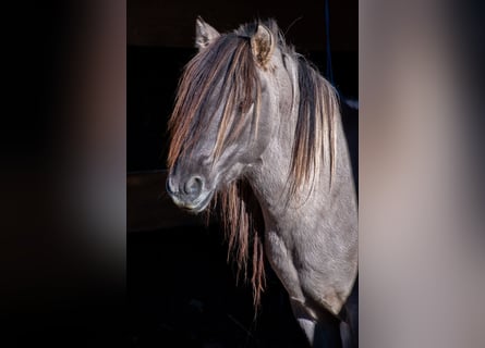 Konik, Stallone, 6 Anni, 135 cm, Falbo