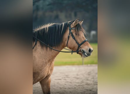 Konik, Stute, 11 Jahre, 140 cm, Falbe