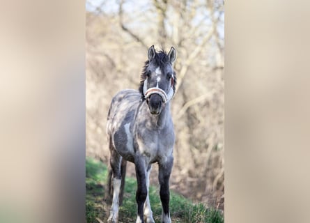Konik, Stute, 2 Jahre, 130 cm, Schecke