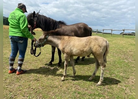 Konik, Stute, 2 Jahre, 140 cm, Falbe