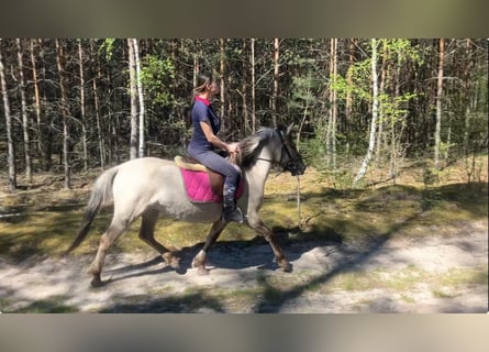 Konik, Stute, 4 Jahre, 135 cm, Falbe