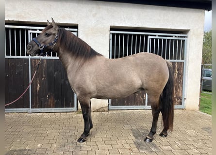 Konik, Stute, 4 Jahre, 145 cm, Falbe