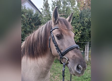Konik, Stute, 6 Jahre, 138 cm, Falbe