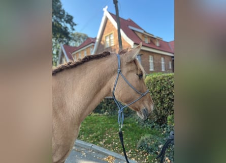 Konik, Stute, 6 Jahre, 145 cm, Falbe