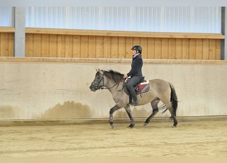Konik, Stute, 7 Jahre, 139 cm, Grullo