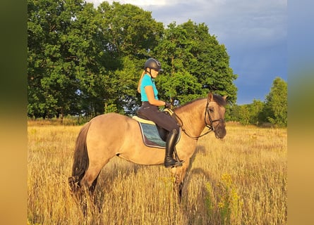Konik, Stute, 7 Jahre, 145 cm, Falbe