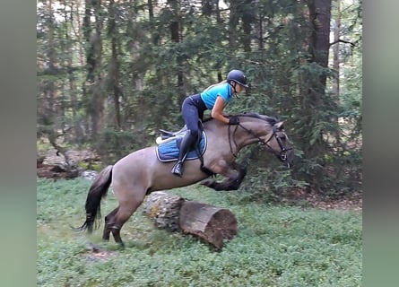 Konik, Stute, 7 Jahre, 145 cm, Falbe