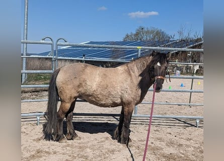 Konik, Stute, 8 Jahre, 132 cm, Falbe