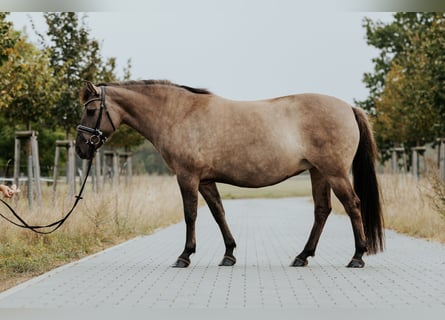Konik, Stute, 9 Jahre, 135 cm