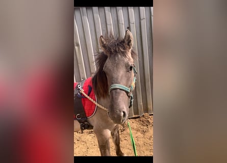 Konik, Wallach, 4 Jahre, 133 cm, Falbe