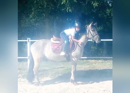 Konik, Wallach, 4 Jahre, 140 cm, Falbe