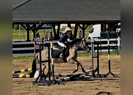 Konik, Wallach, 4 Jahre, 140 cm, Falbe