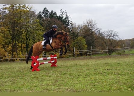 Konik, Wallach, 4 Jahre, 142 cm, Falbe