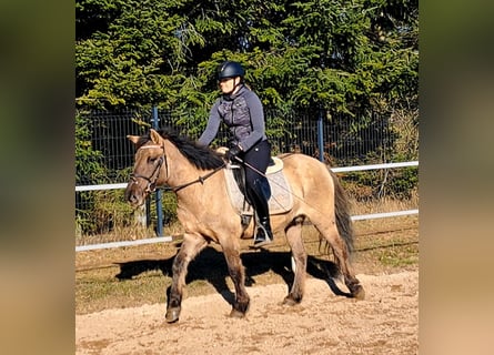 Konik, Wallach, 4 Jahre, 144 cm, Falbe