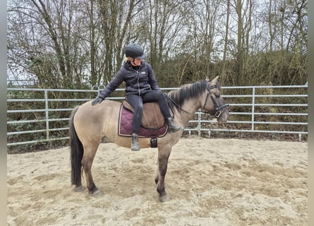 Konik, Wallach, 6 Jahre, 139 cm, Falbe