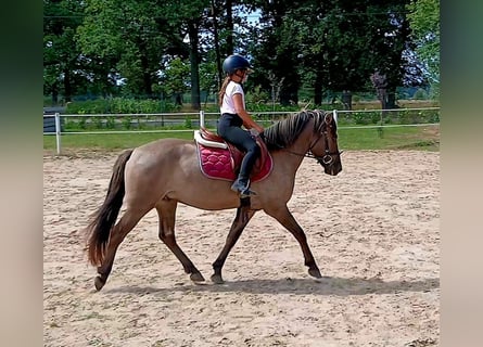 Konik, Wallach, 7 Jahre, 143 cm, Falbe