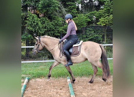 Konik, Wallach, 7 Jahre, 144 cm, Falbe