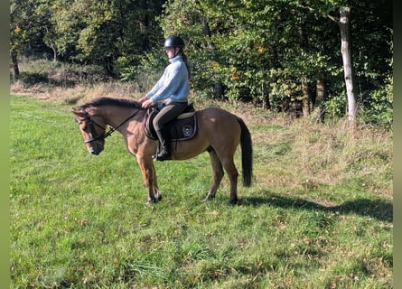 Konik, Wallach, 8 Jahre, 135 cm, Falbe