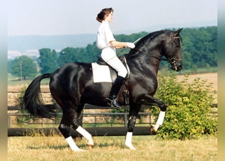 Trakehner, Étalon, 40 Ans, 170 cm, Noir