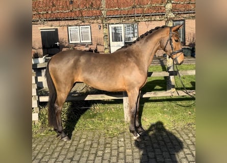 KPR, Klacz, 3 lat, 154 cm, Gniada