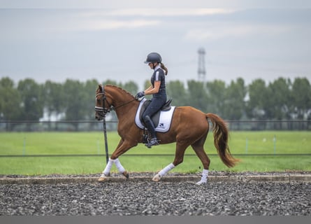 KPR, Klacz, 4 lat, 147 cm, Kasztanowata