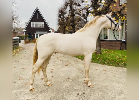 KPR, Ogier, 2 lat, 145 cm, Cremello