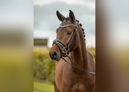 KPR, Ogier, 3 lat, 142 cm, Gniada