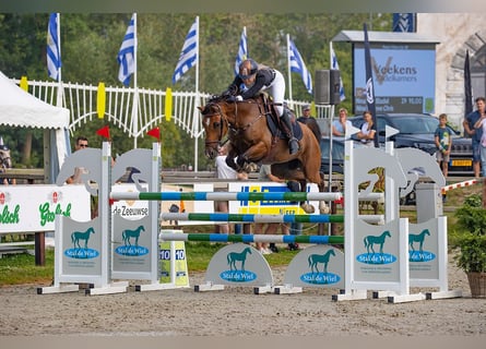 KPR, Wałach, 12 lat, 148 cm