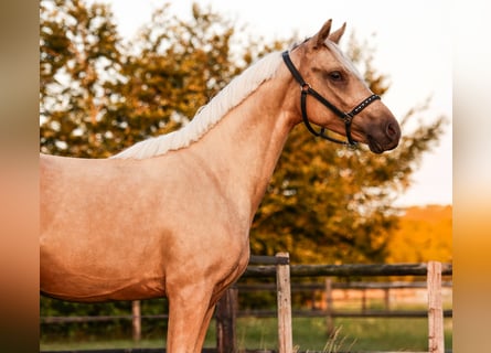 KPR, Wałach, 2 lat, 141 cm, Izabelowata