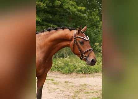 KPR, Wałach, 3 lat, 153 cm, Gniada